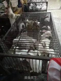 Make Eat rabbits in the cold step 0
