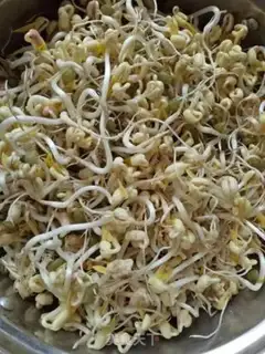 Make Auto green bean sprouts step 5