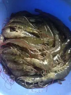 Make Shrimp step 0