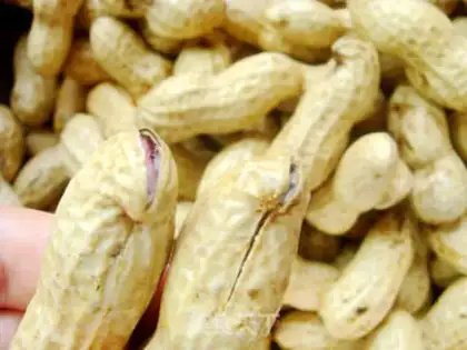Make Cook peanuts step 1