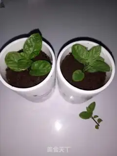 Make The yogurt plant step 7