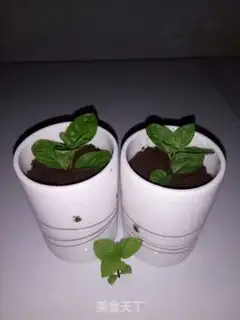 Make The yogurt plant step 8