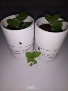 Make The yogurt plant step 9
