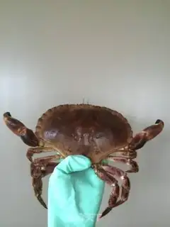 Make Spicy crabs step 0