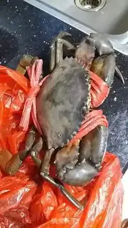 Make Crab stew step 0