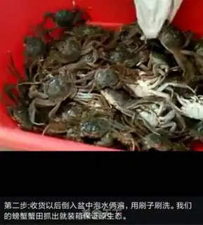 Make The way the Krabs are made step 1