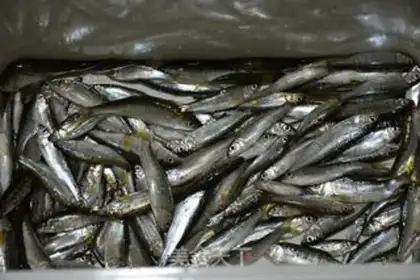 Make Wild stream fish dry step 0