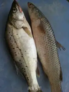 Make Homemade fish step 0