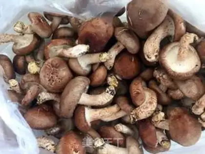 Make Fancy the mushrooms step 0