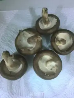 Make A mushroom step 0