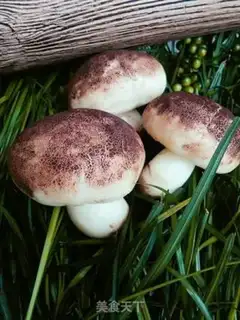 Make Simulation of mushroom packs step 8
