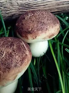 Make Simulation of mushroom packs step 9