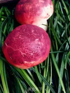 Make Simulation of mushroom packs step 10