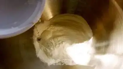 Make The raccoon ice-skin mooncake step 1
