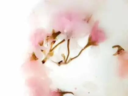Make Sakura step 6