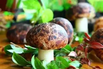 Make Simulation of mushroom packs step 12