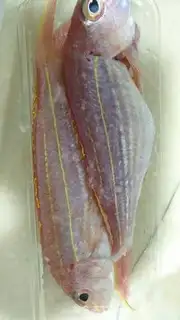 Make Red Shirt Fish step 0