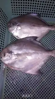 Make Creamfish step 0
