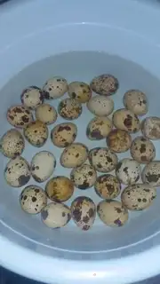 Make Capricorn eggs step 0