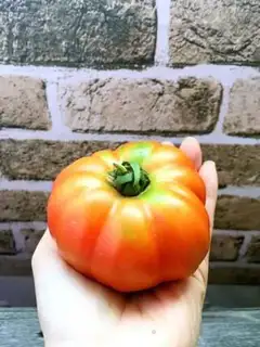Make Tomato egg gravy step 0
