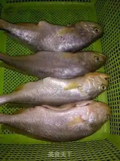 Make Red-burned yellowfish step 0