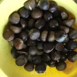Make Chestnut step 0