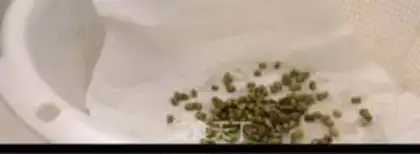 Make Auto green bean sprouts step 3