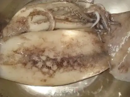 Make Squid step 0