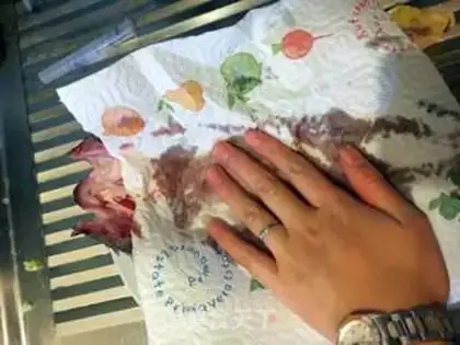 Make Fried bass step 10
