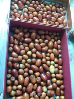 Make Dry dates step 3