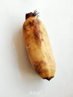 Make Lotus dessert step 0
