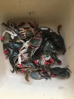 Make Crab onions step 0