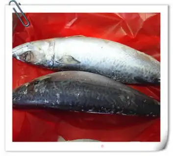 Make The mackerel clams step 0