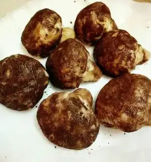 Make Simulate the mushroom bag step 10