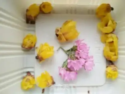 Make Flower crystal cake step 12