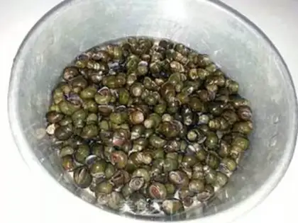 Make Snails step 1