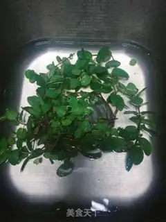 Make Mint spicy porridge step 2