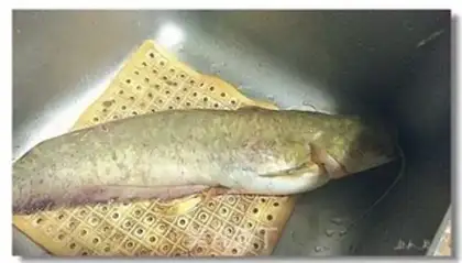 Make The catfish step 0
