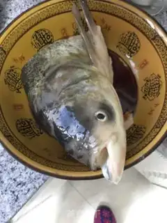 Make Precious tofu head step 0