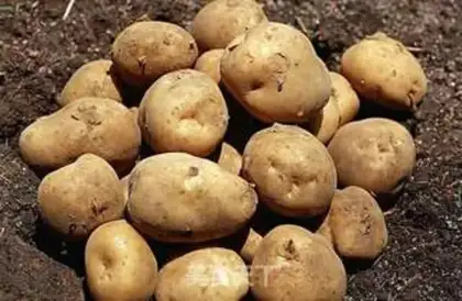 Make Wolftooth potatoes step 0