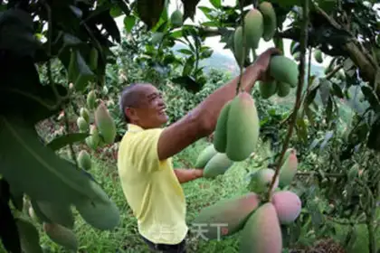 Make Handmade mango dry step 0