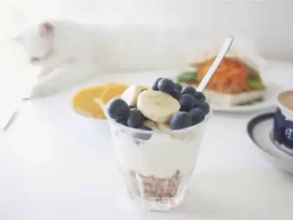 Make Yogurt step 5