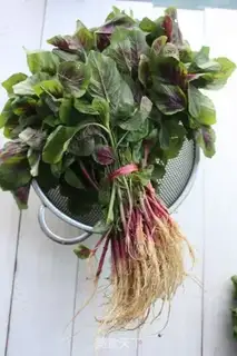Make Garlic cranberry step 0