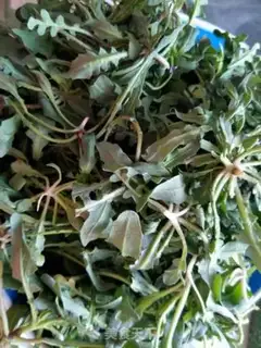 Make Steamed vegetables step 0