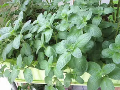 Make Mint pickles step 0