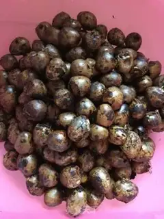 Make Five quail eggs step 3