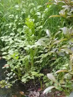Make Wild celery step 0