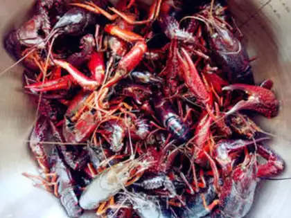 Make Spicy beer, lobster step 0