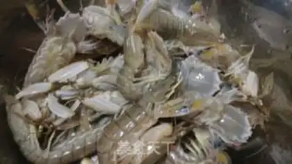 Make Spicy leather shrimp step 0