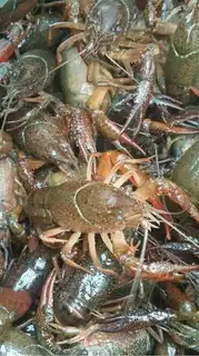 Make Thirteen fragrance lobster step 0